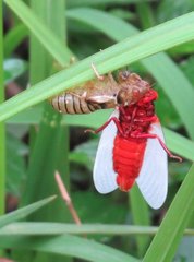 Huechys sanguinea