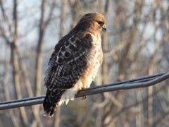 Buteo jamaicensis × lineatus