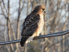 Buteo jamaicensis × lineatus