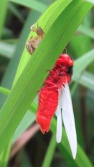 Huechys sanguinea