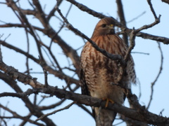 Buteo jamaicensis × lineatus