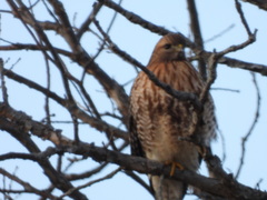 Buteo jamaicensis × lineatus