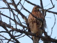 Buteo jamaicensis × lineatus