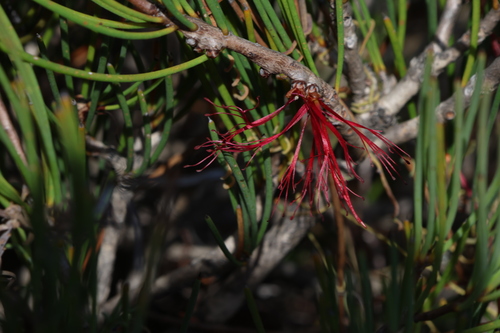 Image of Melaleuca gracilis by (c) Greg Tasney, some rights reserved (CC BY-SA)