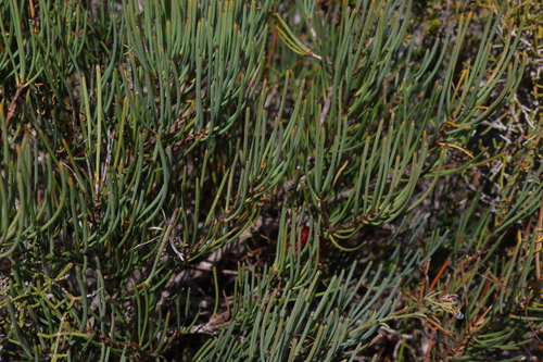 Image of Melaleuca gracilis by (c) Greg Tasney, some rights reserved (CC BY-SA)