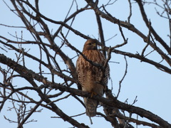 Buteo jamaicensis × lineatus