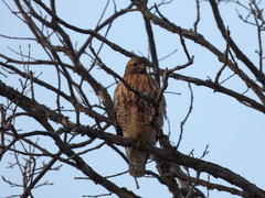 Buteo jamaicensis × lineatus