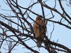 Buteo jamaicensis × lineatus