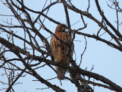 Buteo jamaicensis × lineatus