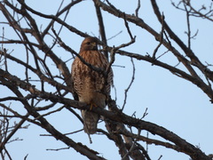 Buteo jamaicensis × lineatus