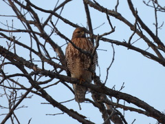 Buteo jamaicensis × lineatus