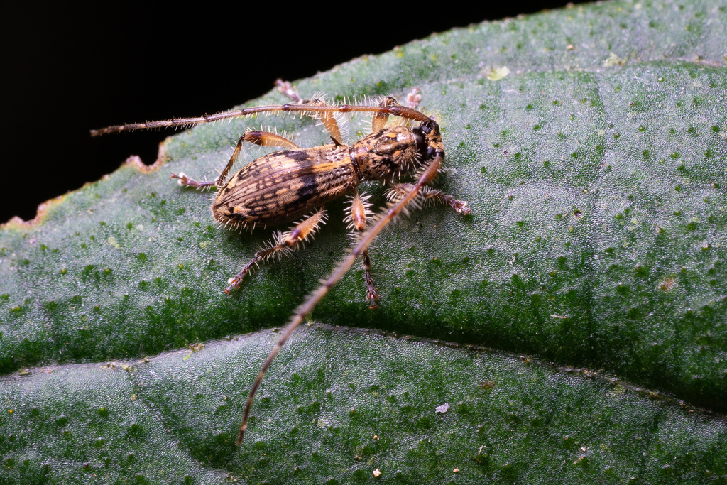 Tricondyloides