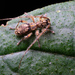 Tricondyloides - Photo (c) Damien Brouste, some rights reserved (CC BY-NC), uploaded by Damien Brouste