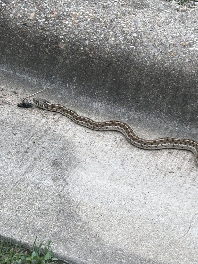 Checkered Garter Snake in September 2023 by twofishie. Interesting ...
