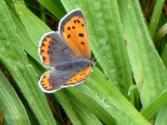 Lycaena phlaeas hypophlaeas