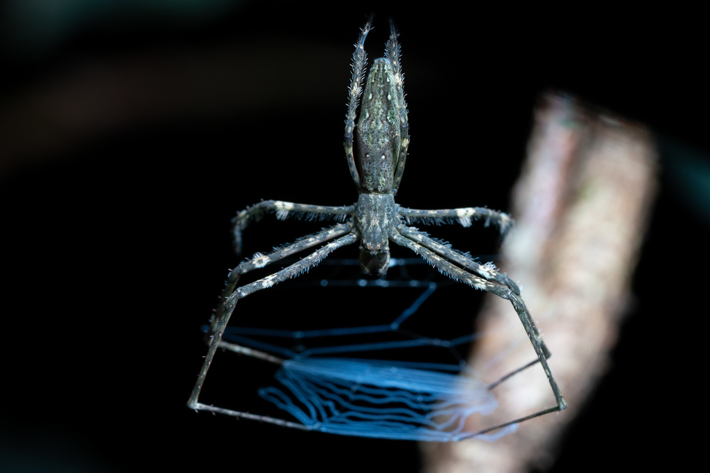 Menneus neocaledonicus