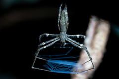 Menneus neocaledonicus