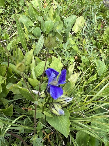 Rocky Mountain Fringed Gentian