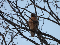 Buteo jamaicensis × lineatus