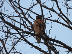 Buteo jamaicensis × lineatus