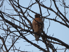 Buteo jamaicensis × lineatus
