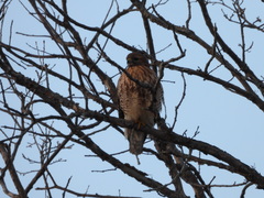 Buteo jamaicensis × lineatus