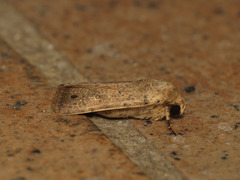 Athetis maculatra
