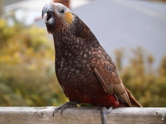 New Zealand Kaka photo 3