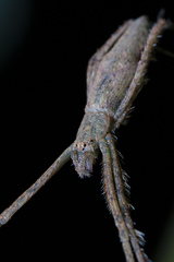 Menneus neocaledonicus