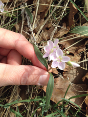 Claytonia rosea