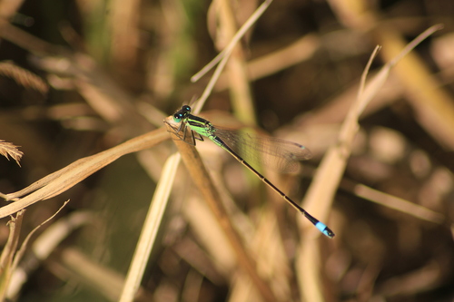 Rambur's Forktail (Ischnura ramburii), a species recorded in Florida