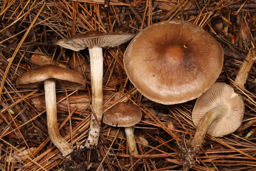 Hebeloma excedens (Photo 2 of 2)