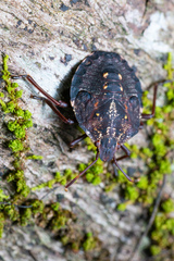 Polycarmes