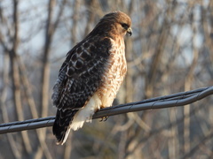 Buteo jamaicensis × lineatus