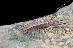 Parascutigera
