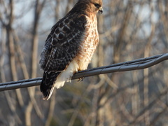 Buteo jamaicensis × lineatus