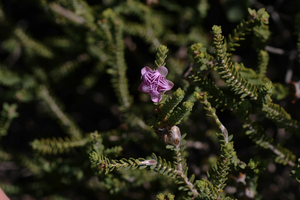 Melaleuca pulchella; photograph (c) Greg Tasney, some rights reserved (CC BY-SA)