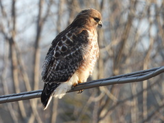 Buteo jamaicensis × lineatus