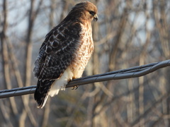 Buteo jamaicensis × lineatus