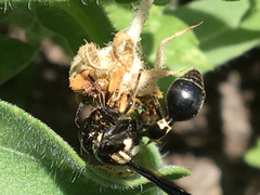 Zethus spinipes variegatus