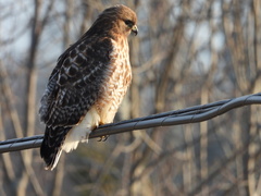 Buteo jamaicensis × lineatus