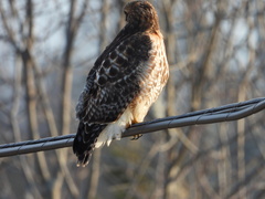 Buteo jamaicensis × lineatus