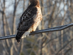 Buteo jamaicensis × lineatus