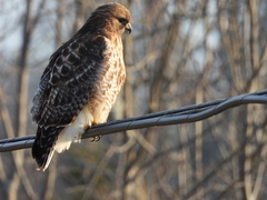 Buteo jamaicensis × lineatus