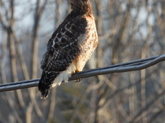 Buteo jamaicensis × lineatus