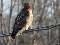 Buteo jamaicensis × lineatus