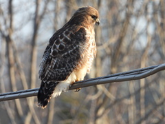 Buteo jamaicensis × lineatus