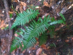 Polystichum parvipinnulum