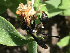 Zethus spinipes variegatus