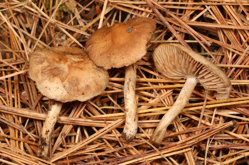 Hebeloma excedens (Photo 2 of 2)
